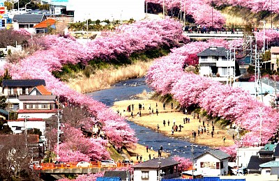 Những địa điểm để thưởng ngoạn hoa anh đào ở Nhật Bản Những địa điểm để thưởng ngoạn hoa anh đào ở Nhật Bản