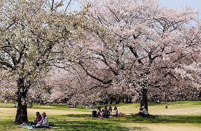 Những Điểm Đến Ngắm Hoa Anh Đào Ít Người Biết Tại Nhật Bản Những Điểm Đến Ngắm Hoa Anh Đào Ít Người Biết Tại Nhật Bản