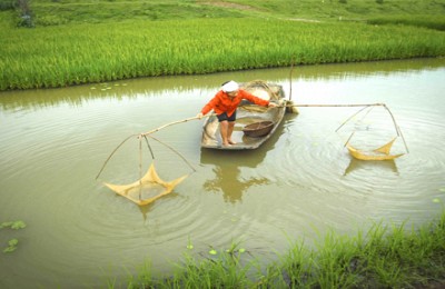 Ninh Bình: Vó tép trên sông quê Ninh Bình: Vó tép trên sông quê