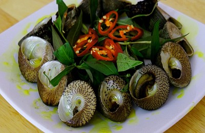 Ốc Vú Nàng ở Côn Đảo Ốc Vú Nàng ở Côn Đảo