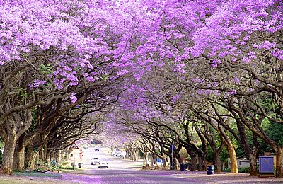 Phượng tím nở rộ khắp Nam Phi