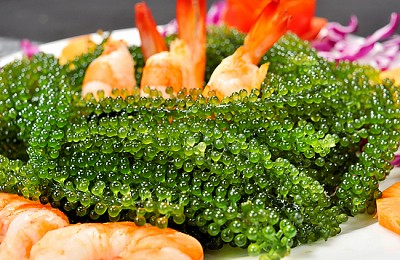 Rong Nho Biển - Đặc Sản Từ Biển Ban Tặng Nha Trang Rong Nho Biển - Đặc Sản Từ Biển Ban Tặng Nha Trang