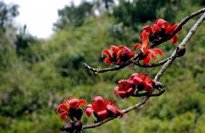 Rực rỡ sắc màu hoa Gạo trên Cao nguyên đá Rực rỡ sắc màu hoa Gạo trên Cao nguyên đá