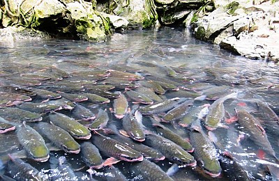 Suối Cá Thần, Điểm Đến Không Phải Ai Cũng Biết Ở Thanh Hóa Suối Cá Thần, Điểm Đến Không Phải Ai Cũng Biết Ở Thanh Hóa