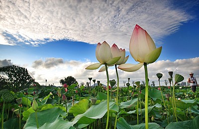 Tại Sao Bạn Nên Chọn Hàn Quốc Là Điểm Đến Cho Mùa Hè Này