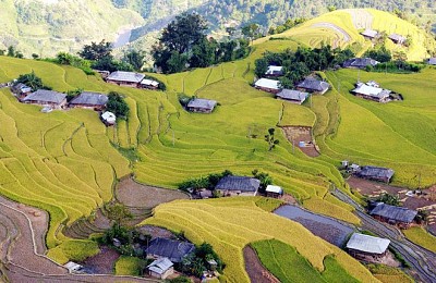 Thời Gian Và Địa Điểm Lý Tưởng Ngắm Mùa Lúa Chín Tây Bắc Thời Gian Và Địa Điểm Lý Tưởng Ngắm Mùa Lúa Chín Tây Bắc