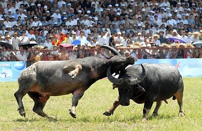 Tìm Hiểu Lễ Hội Chọi Trâu Đồ Sơn Tìm Hiểu Lễ Hội Chọi Trâu Đồ Sơn