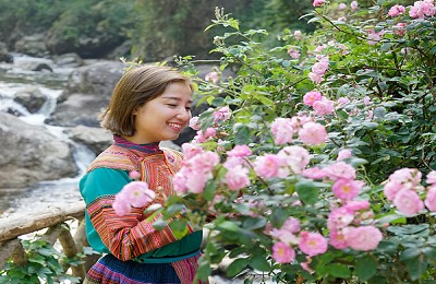 Vẻ đẹp hoa hồng Sa Pa Vẻ đẹp hoa hồng Sa Pa