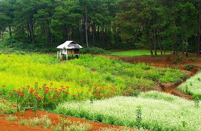 Vẻ Đẹp Mộc Châu Những Ngày Mùa Đông Đến Vẻ Đẹp Mộc Châu Những Ngày Mùa Đông Đến