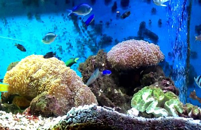 Viện Hải Dương Học Nha Trang