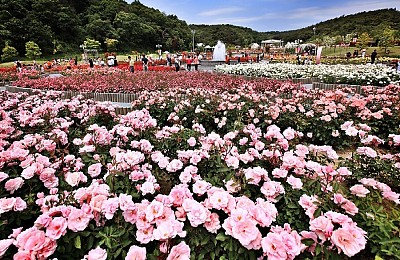 VietSense Travel Chào Hè Bằng Chùm Chương trình Hàn Quốc Khuyến Mại Ngập Tràn Hướng Tới Lễ Hội Hoa Hồng Lớn Nhất Xứ Kim Chi