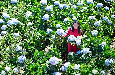 Vườn Cẩm tú cầu Đà Lạt thu hút du khách