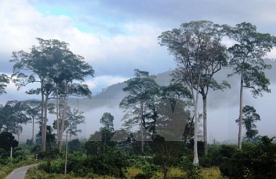 Vườn quốc gia Phước Bình, điểm đến hấp dẫn của Ninh Thuận Vườn quốc gia Phước Bình, điểm đến hấp dẫn của Ninh Thuận