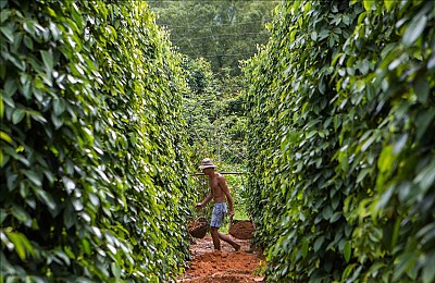 Vườn tiêu Phú Quốc cay nồng nhung nhớ