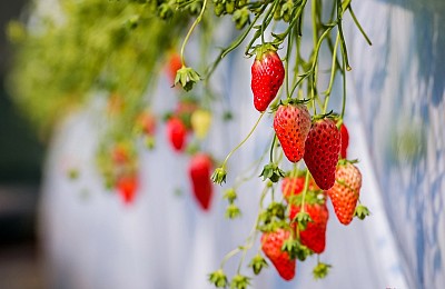 Yamanashi - Thiên Đường Trái Cây Nhật Bản Yamanashi - Thiên Đường Trái Cây Nhật Bản