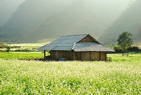 CAO NGUYÊN MỘC CHÂU- 2 NGÀY 1 ĐÊM CAO NGUYÊN MỘC CHÂU- 2 NGÀY 1 ĐÊM