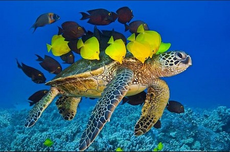 Côn Đảo Tết Âm Lịch 3 Ngày 2 Đêm