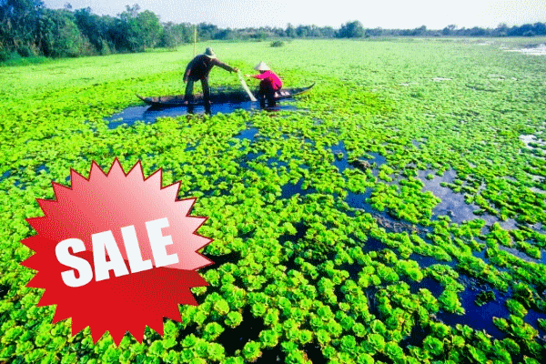 Miền Tây : Sài Gòn - Mỹ Tho - Cần Thơ Siêu khuyến mại tháng 11, 12