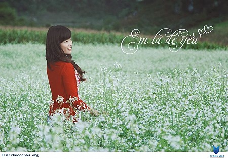 MỘC CHÂU MÙA HOA CẢI TRẮNG 2 NGÀY 1 ĐÊM