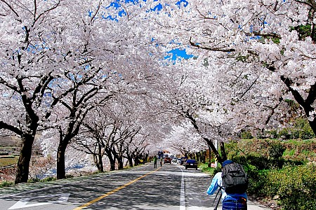 Ngắm Hoa Anh Đào: Nam Ninh - Vũ Hán 6N5Đ - Đường Bộ - KH T3 Hàng Tuần Ngắm Hoa Anh Đào: Nam Ninh - Vũ Hán 6N5Đ - Đường Bộ - KH T3 Hàng Tuần
