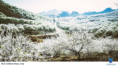 MAI CHÂU- MỘC CHÂU MÙA HOA MƠ HOA MẬN- 2 NGÀY 1 ĐÊM