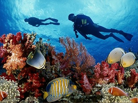 VPQ11: hành trình Nam Đảo Câu Cá - Lặn Ngắm San Hô 1 Ngày