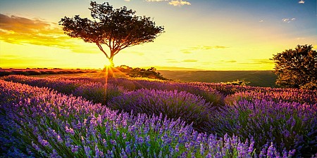 Vòng Quanh 
 Chặng Pháp - Monaco - Ý - San Marino - Vatican Mùa Hoa Lavender 2019 Vòng Quanh 
 Chặng Pháp - Monaco - Ý - San Marino - Vatican Mùa Hoa Lavender 2019