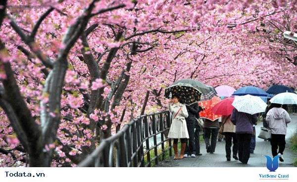 Bạn nên biết những điều này khi đến Nhật Bản - Ảnh 5