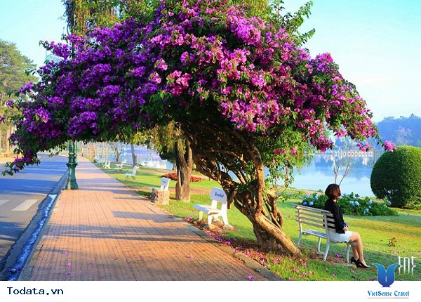 Đà Lạt Mờ Sương, Dịu Dàng Những Ngày Thu - Ảnh 5 Đà Lạt Mờ Sương, Dịu Dàng Những Ngày Thu - Ảnh 5