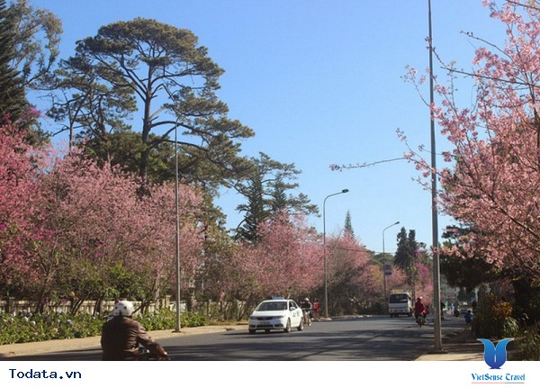 Đà Lạt Tổ Chức Ngày Hội Hoa Mai Anh Đào Lần Đầu Tiên - Ảnh 3