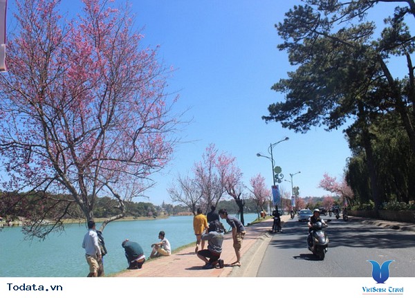 Đà Lạt Tổ Chức Ngày Hội Hoa Mai Anh Đào Lần Đầu Tiên - Ảnh 4