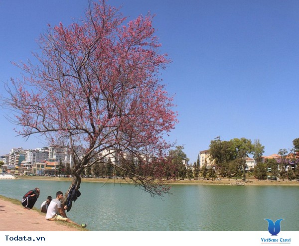 Đà Lạt Tổ Chức Ngày Hội Hoa Mai Anh Đào Lần Đầu Tiên - Ảnh 2