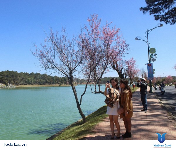 Đà Lạt Tổ Chức Ngày Hội Hoa Mai Anh Đào Lần Đầu Tiên - Ảnh 5