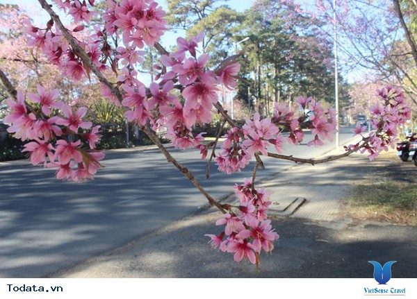 Đà Lạt Tổ Chức Ngày Hội Hoa Mai Anh Đào Lần Đầu Tiên - Ảnh 1