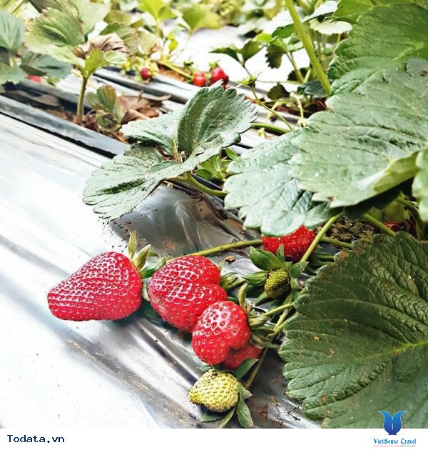 Mộc Châu - Điểm Đến Đáng Để Đi Nhất Vào Tháng 11 Này - Ảnh 23 Mộc Châu - Điểm Đến Đáng Để Đi Nhất Vào Tháng 11 Này - Ảnh 23