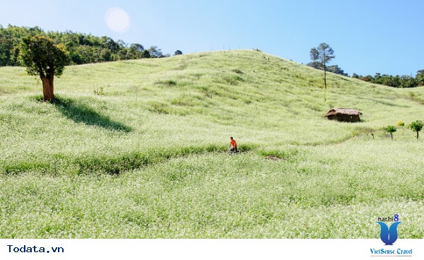 Mộc Châu - Điểm Đến Đáng Để Đi Nhất Vào Tháng 11 Này - Ảnh 12 Mộc Châu - Điểm Đến Đáng Để Đi Nhất Vào Tháng 11 Này - Ảnh 12