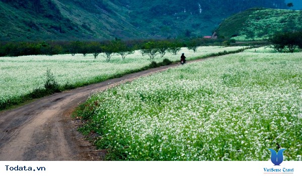 Mộc Châu - Điểm Đến Đáng Để Đi Nhất Vào Tháng 11 Này - Ảnh 10 Mộc Châu - Điểm Đến Đáng Để Đi Nhất Vào Tháng 11 Này - Ảnh 10