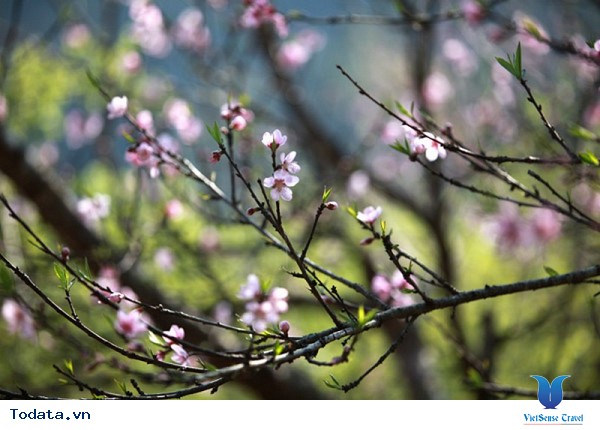 Ngỡ Ngàng Hoa Đào Nở Rộ Trên Mộc Châu Giữa Tiết Trời Mùa Thu - Ảnh 2 Ngỡ Ngàng Hoa Đào Nở Rộ Trên Mộc Châu Giữa Tiết Trời Mùa Thu - Ảnh 2