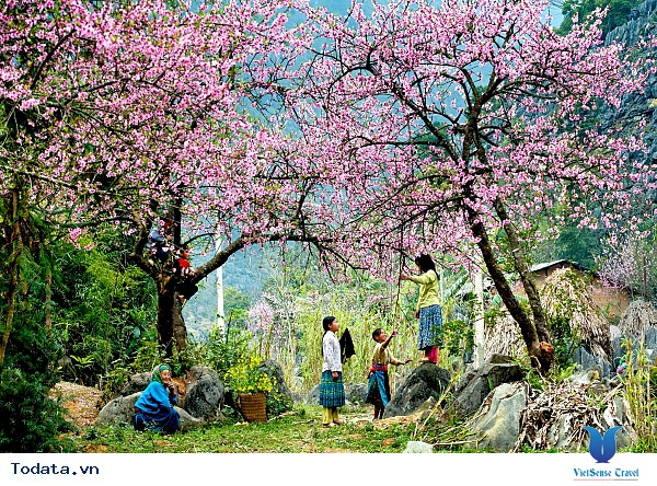 Ngỡ Ngàng Hoa Đào Nở Rộ Trên Mộc Châu Giữa Tiết Trời Mùa Thu - Ảnh 3 Ngỡ Ngàng Hoa Đào Nở Rộ Trên Mộc Châu Giữa Tiết Trời Mùa Thu - Ảnh 3