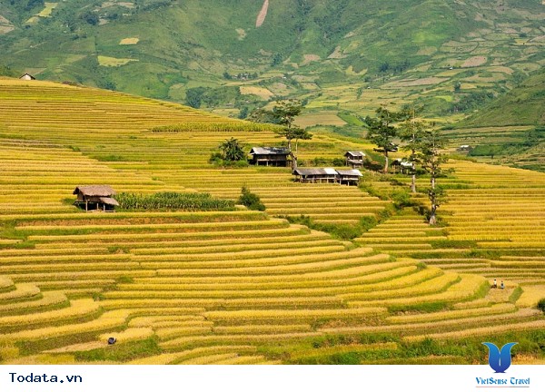 Những Địa Điểm Tuyệt Đẹp Săn Ảnh Mùa Lúa Vàng Tây Bắc - Ảnh 2