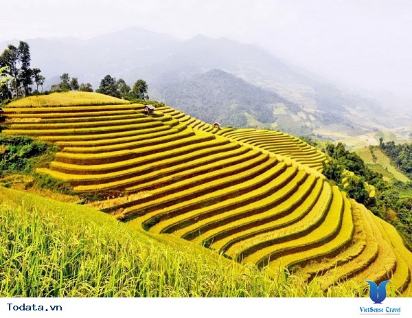 Những Địa Điểm Tuyệt Đẹp Săn Ảnh Mùa Lúa Vàng Tây Bắc - Ảnh 4