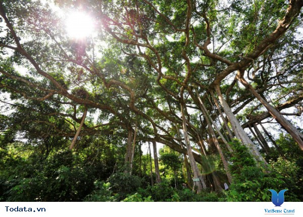 Sơn Trà – Thả ga hóng mát - Ảnh 5 Sơn Trà – Thả ga hóng mát - Ảnh 5