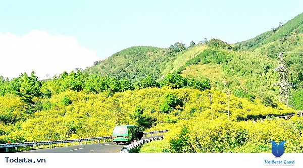 Tháng 10 Du Lịch Đà Lạt Ngắm Hoa Dã Quỳ Nở Rực - Ảnh 1