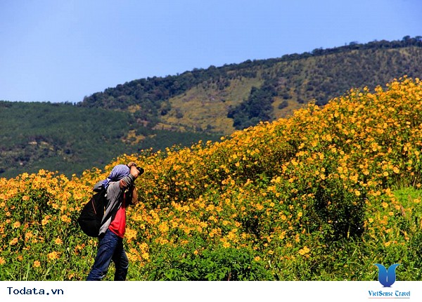 Tháng 10 Du Lịch Đà Lạt Ngắm Hoa Dã Quỳ Nở Rực - Ảnh 2