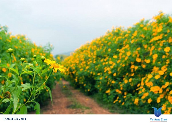 Tháng 10 Du Lịch Đà Lạt Ngắm Hoa Dã Quỳ Nở Rực - Ảnh 3