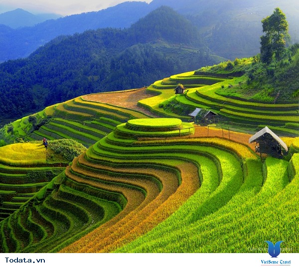 Vẻ Đẹp Cuốn Hút Mù Cang Chải Mùa Lúa Chín - Ảnh 5