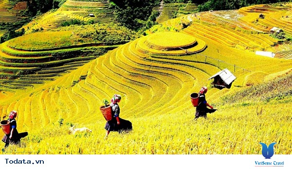 Vẻ Đẹp Cuốn Hút Mù Cang Chải Mùa Lúa Chín - Ảnh 2
