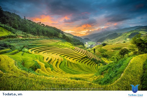 Vẻ Đẹp Cuốn Hút Mù Cang Chải Mùa Lúa Chín - Ảnh 4