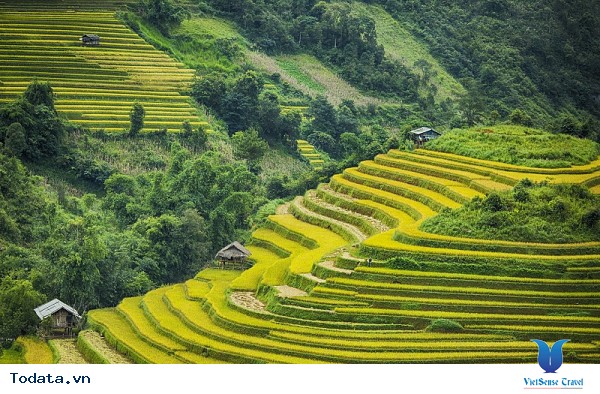 Vẻ Đẹp Cuốn Hút Mù Cang Chải Mùa Lúa Chín - Ảnh 1