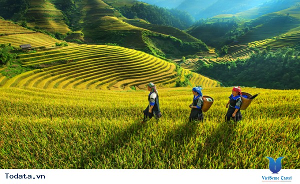 Vẻ Đẹp Trên Những Cung Đường Lúa Vàng Đông - Tây Bắc - Ảnh 2